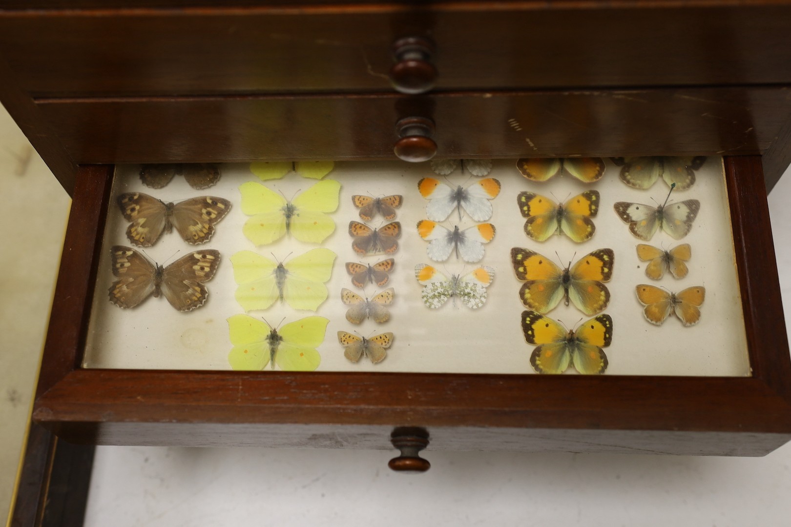 And early 20th century mahogany cabinet of UK moth and butterfly specimens, six trays together with two cased butterfly specimens and an empty display case, large cabinet 45 cms high x 39 cms wide.